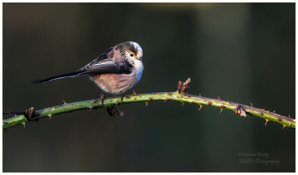 Long Tailed Tit on bramble
