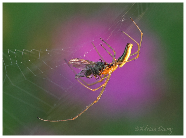 Long Jawed Orb Weaver 5