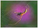 Long Jawed Orb Weaver 5
