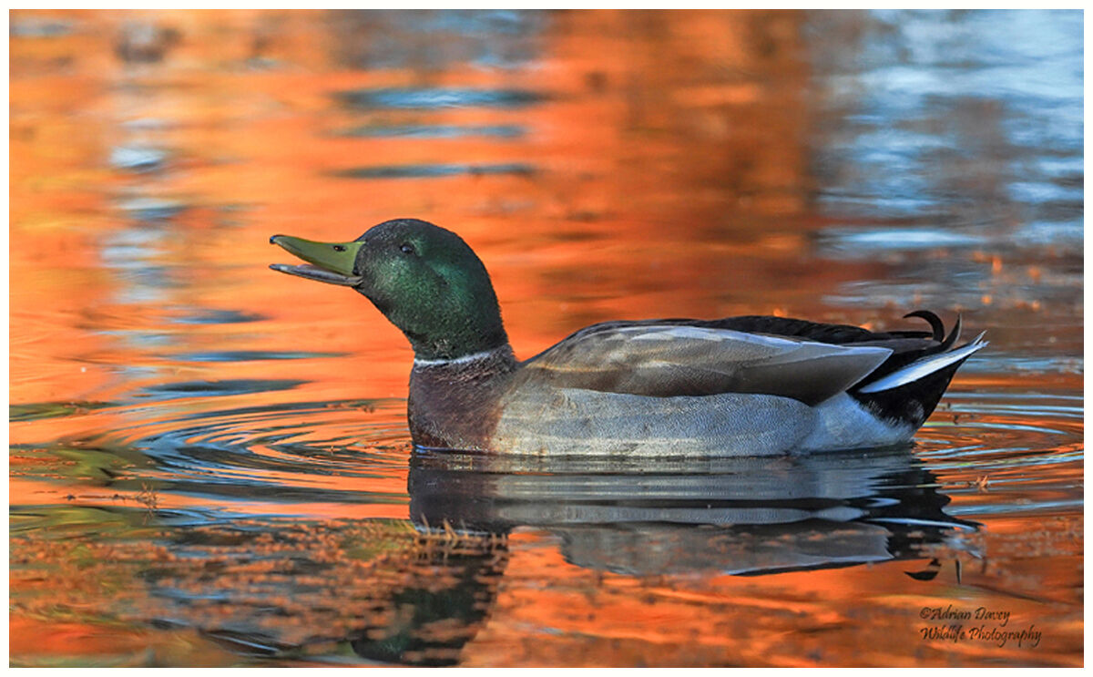 Mallard