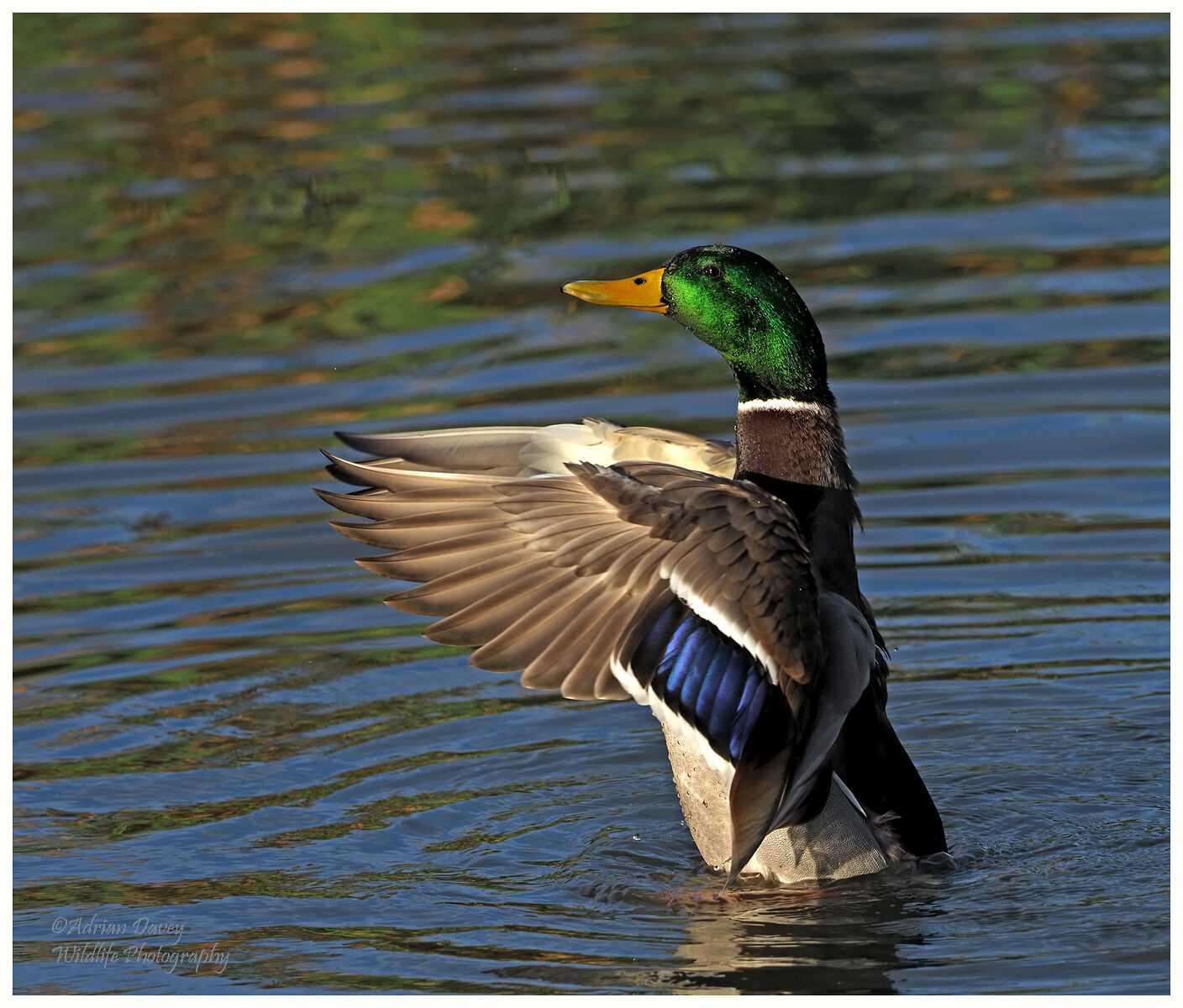 Mallard drake wing stretch after bathing