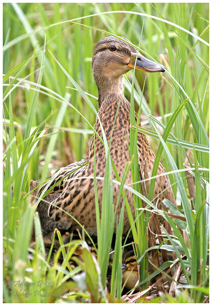 Mallard protecting young