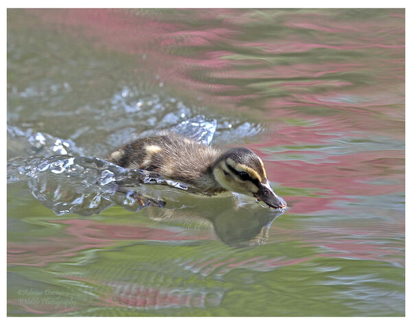 Mallard Duckling 2