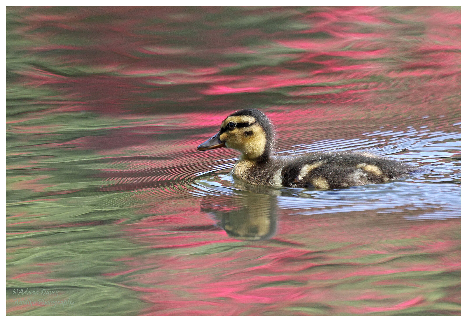 Mallard Duckling 1