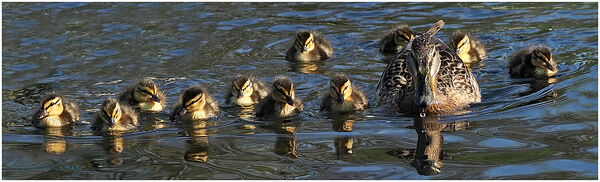Mallard family