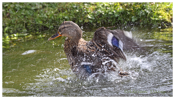 Female Mallard bathing