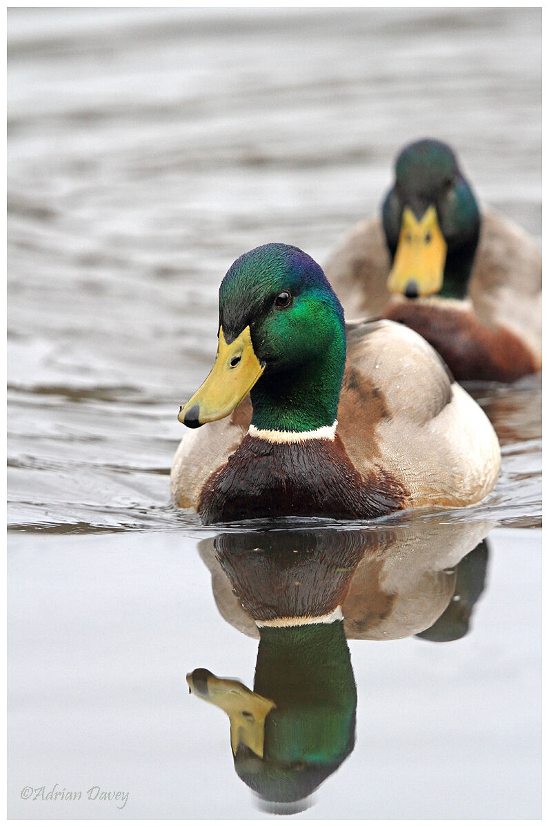 Mallard drakes