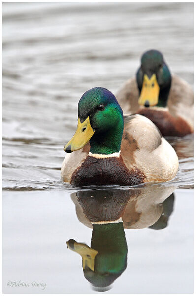 Mallard drakes