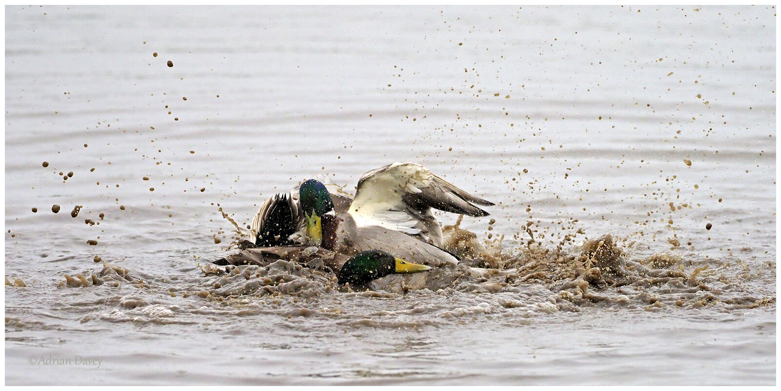 Mallard fight