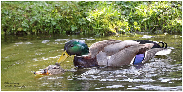 Mallards mating 2