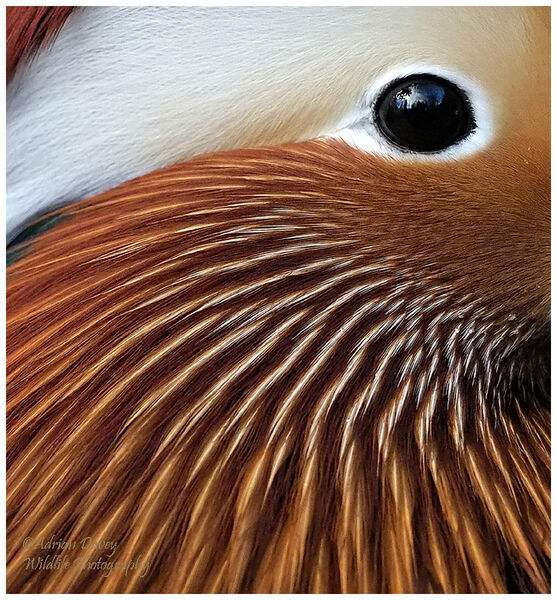 Mandarin male close up.