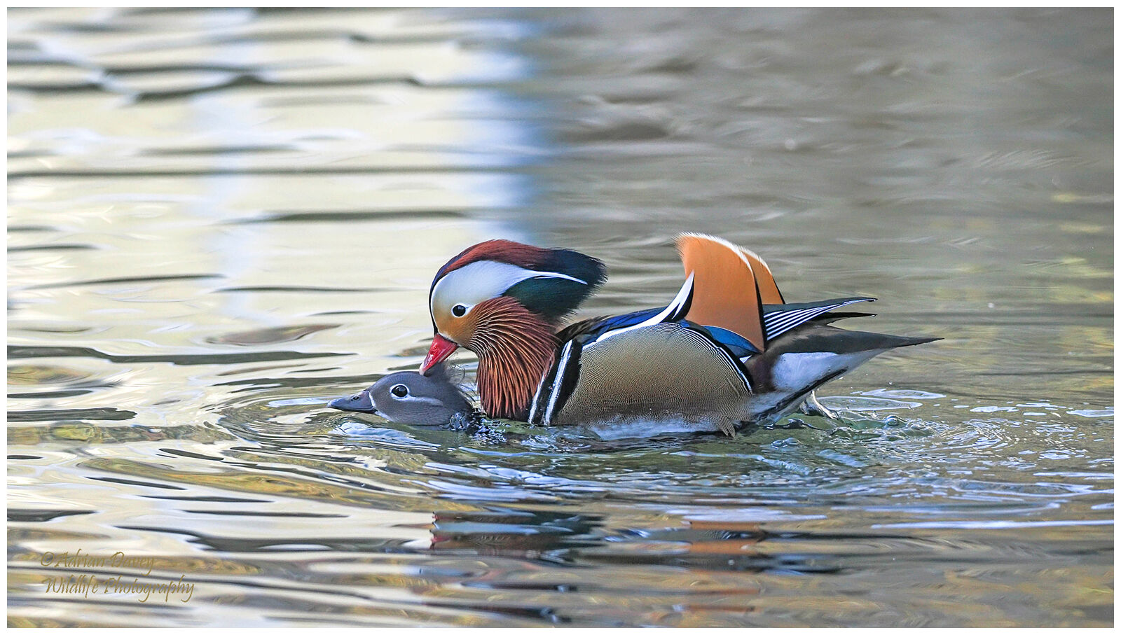 Mandarins mating