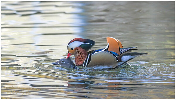 Mandarins mating