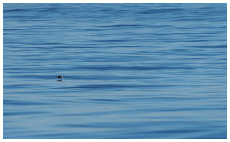 Manx Shearwater