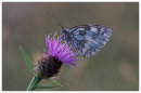 Marbled White