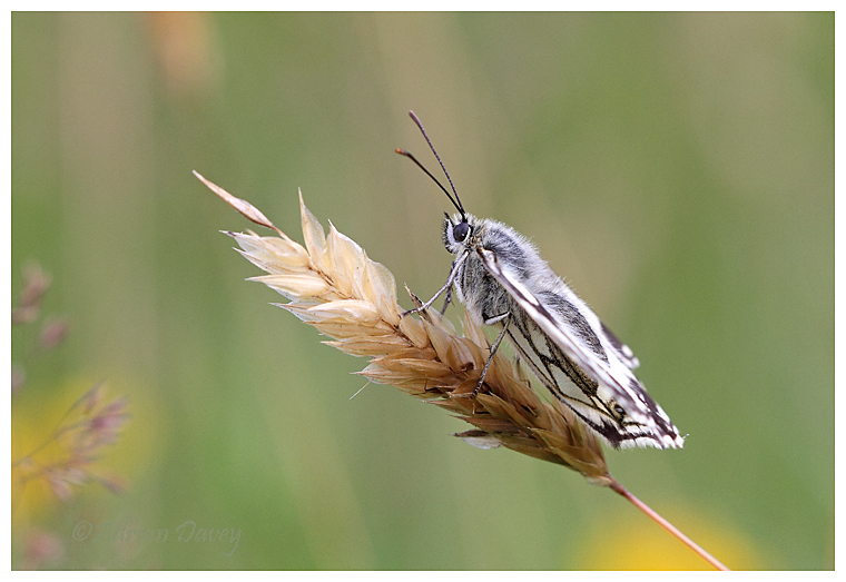 Marbled White