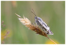 Marbled White