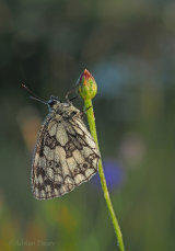 Marbled White