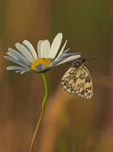 Marbled Whites