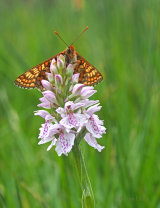 Marsh FRitillary