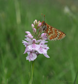 Marsh Fritillary