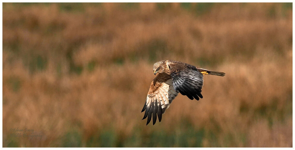 Marsh Harrier