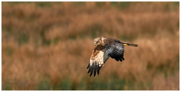 Marsh Harrier