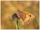 Meadow Brown