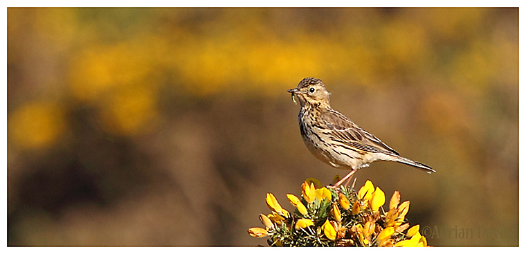 Meadow Pipit on Gorse