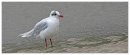 Mediterranean Gull