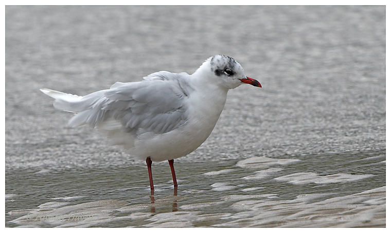 Mediterranean Gull