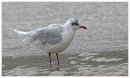 Mediterranean Gull