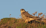 Merlin Nad Kestrel