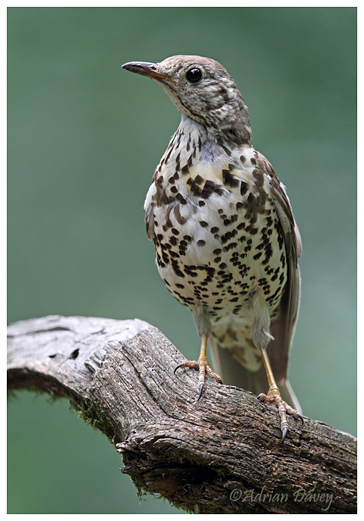 Mistle Thrush