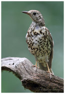 Mistle Thrush
