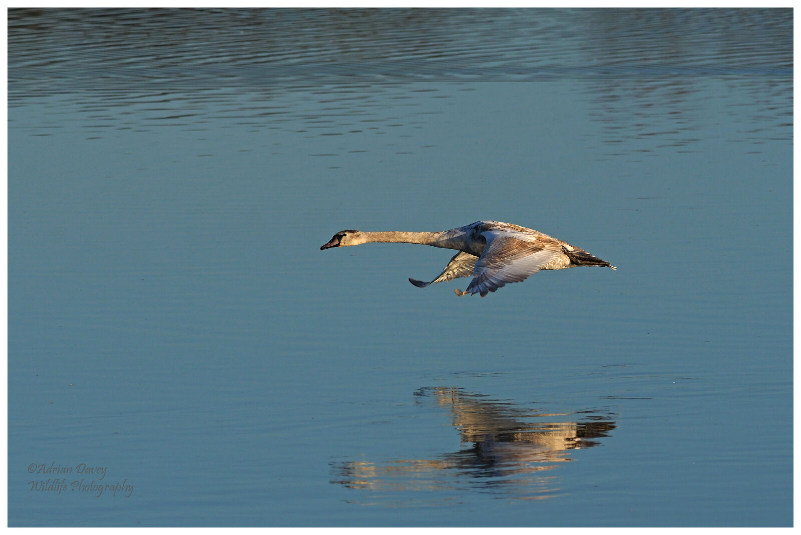 Young Mute Swan in flight.