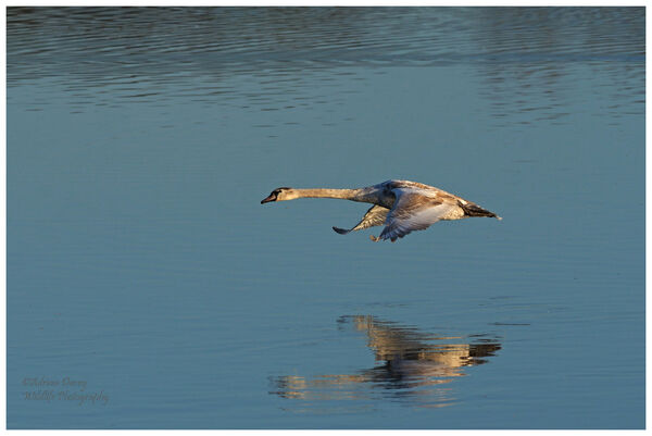 Young Mute Swan in flight.