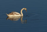 Mute Swans