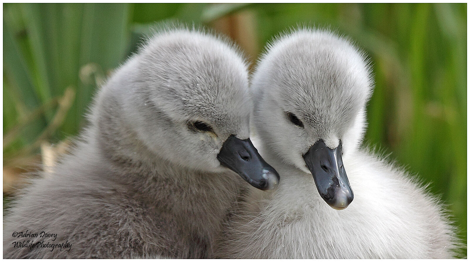 Mute Swan Cygnets