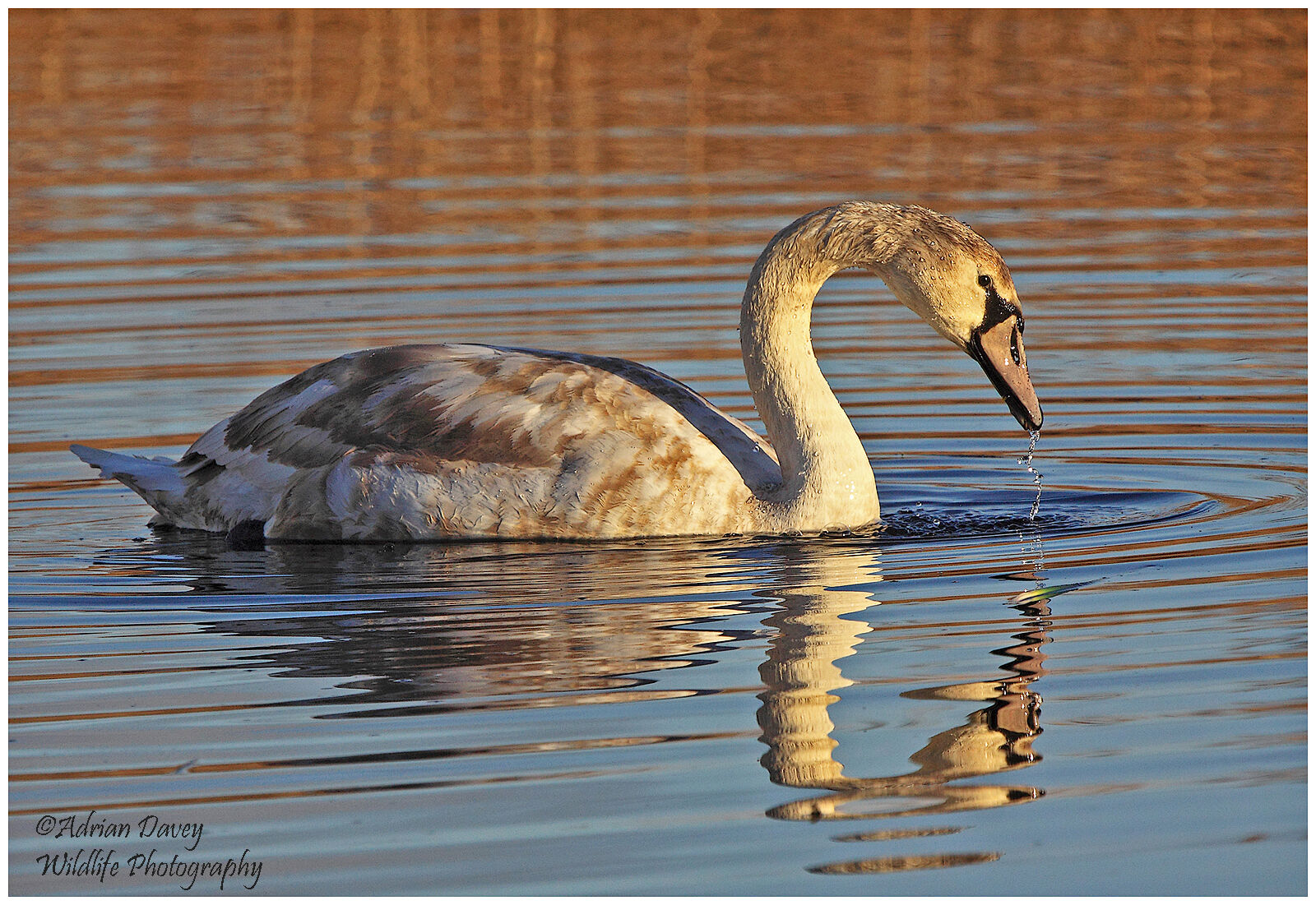 Young Mute Swan