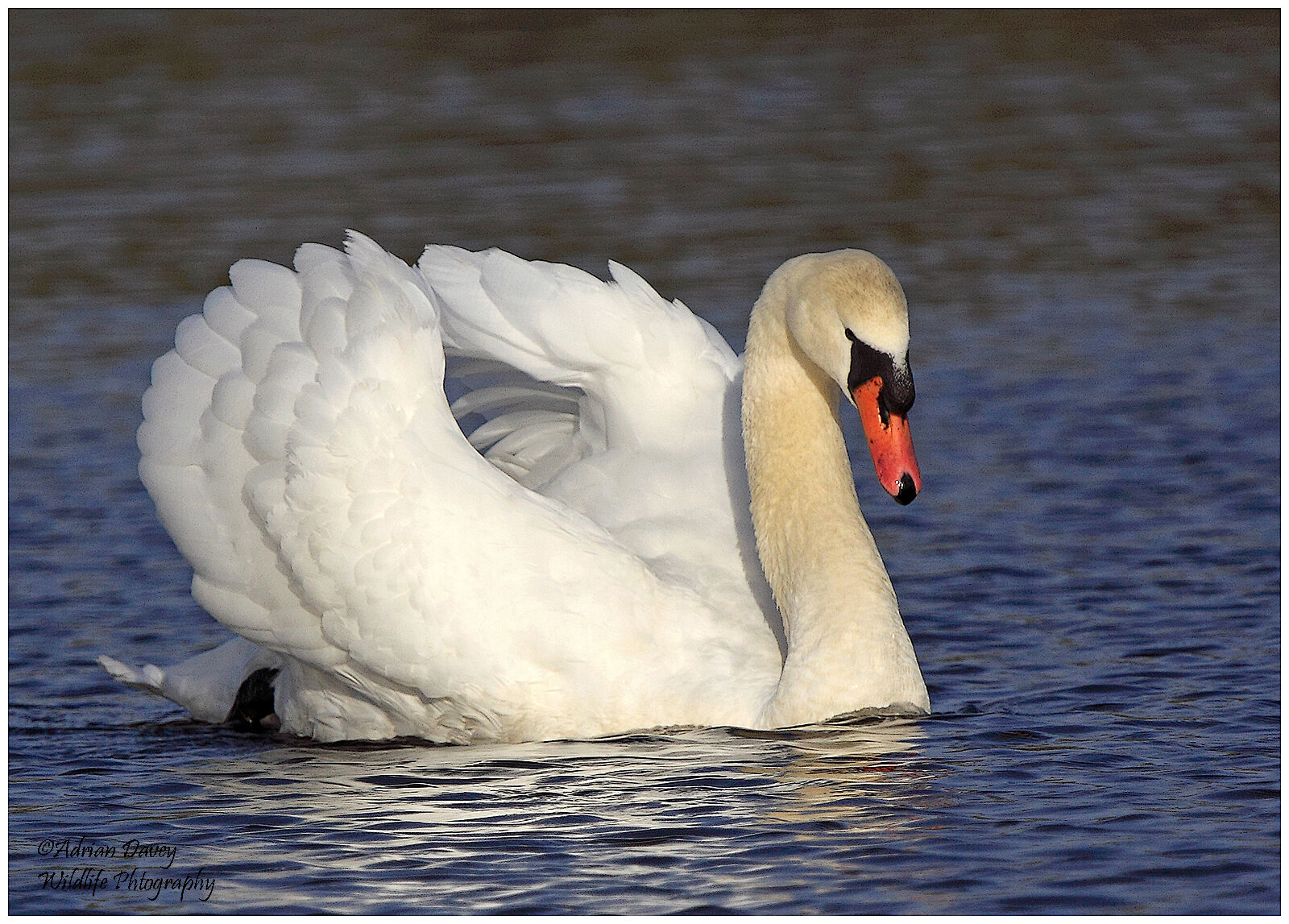 Mute Swan adult