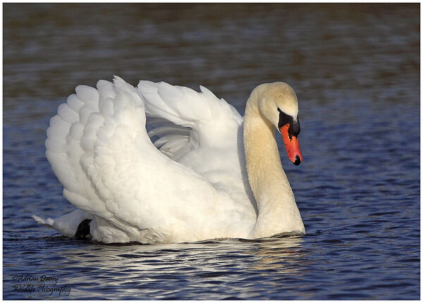 Mute Swan adult