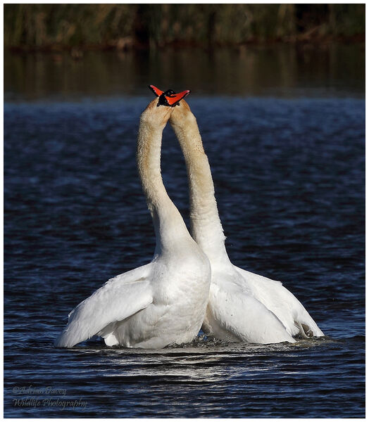 Mute Swan courtship 4