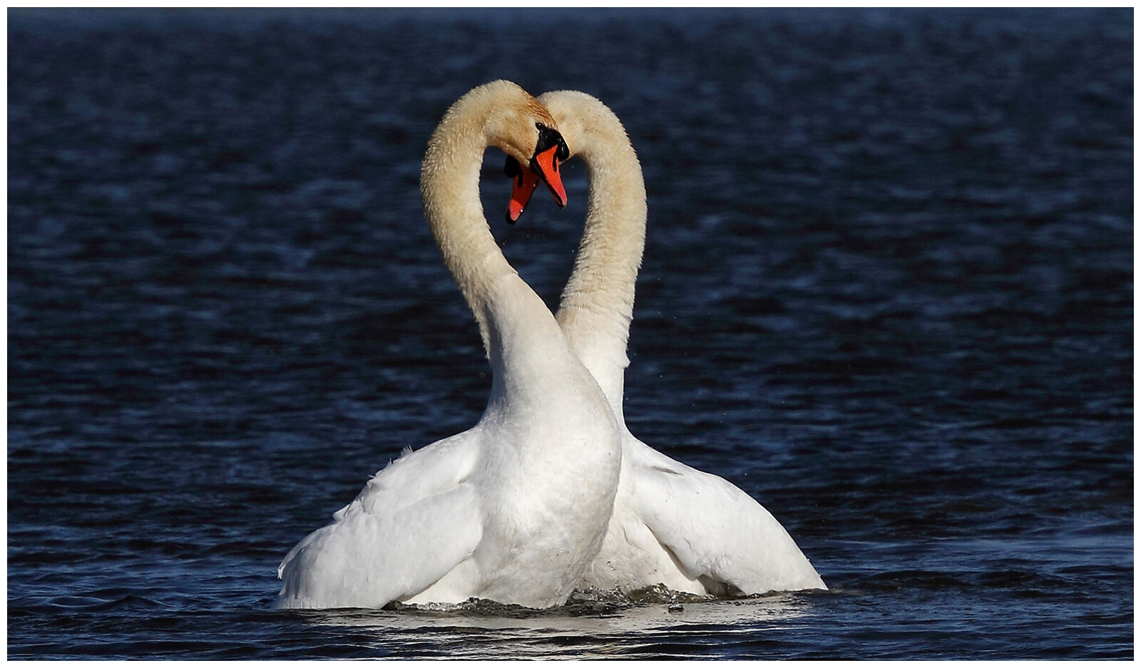 Mute Swan courtship 2