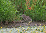 Hungary Birds
