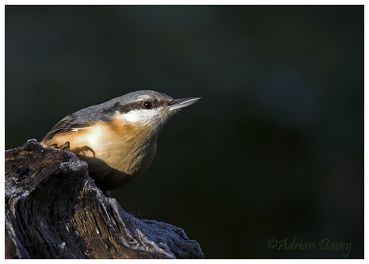 Nuthatch on frosty log.