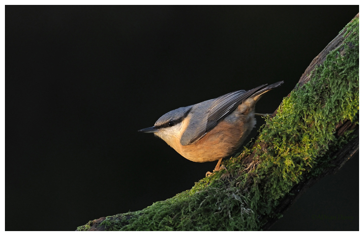 Nuthatch