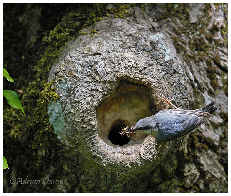 Nesting Nuthatch 1