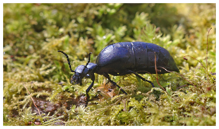 Oil Beetle