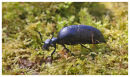 Oil Beetle